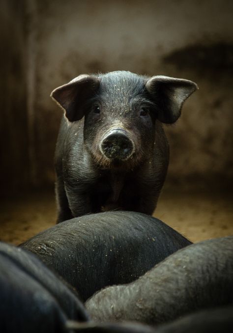 A little pig looks to me and pray for a vegan revolution. Pig Photoshoot, Large Black Pig, Pig Aesthetic, Pig Photography, Books 2024, Wild Pig, Black Pig, Pig Face, Cute Piglets