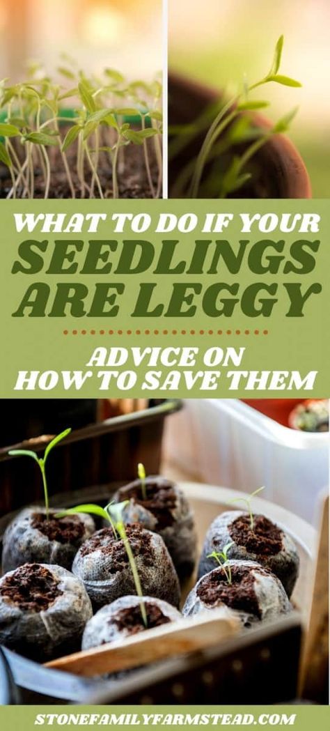 How To Grow Mary Jane, Growing Mary Jane From Seed, Leggy Seedlings, Gardening Beginners, Hardening Off Seedlings, Growing Seedlings, Seedlings Indoors, Miracle Grow, Starting Seeds