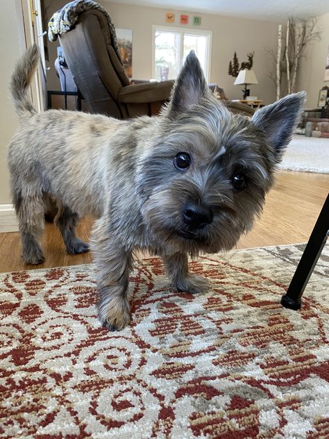 Terrier Mix Dogs Haircuts, Carin Terrier Haircut, Cairn Terrier Haircut, Boys First Haircut, Terrier Haircut, Scottish Terrier Puppy, Dog Haircuts, Cairn Terriers, Norwich Terrier