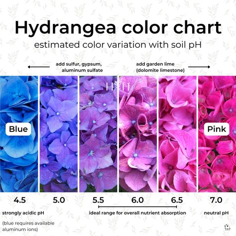 Types Of Hydrangeas, Hydrangea Varieties, Blue Hydrangea Flowers, Hydrangea Colors, Hydrangea Care, Growing Hydrangeas, Hydrangea Garden, Hydrangea Macrophylla, Hydrangea Not Blooming