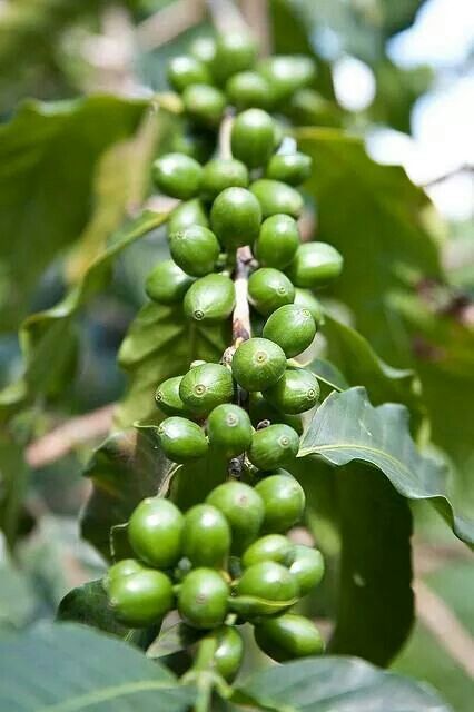 Blue Mountain Coffee Jamaican Blue Mountain Coffee, Travel Jamaica, Blue Mountain Coffee, Jamaican Cuisine, Jamaican Culture, Mountain Coffee, Best Beans, Jamaica Travel, Coffee Plant