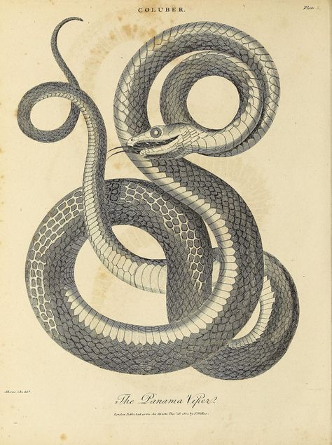 n933_w1150 | Encyclopaedia londinensis, or, Universal dictio… | Flickr Pictures Of Reptiles, Snake Illustration, Insect Tattoo, Arte Peculiar, Intricate Tattoo, Snake Art, Snake Tattoo, 문신 디자인, Scientific Illustration