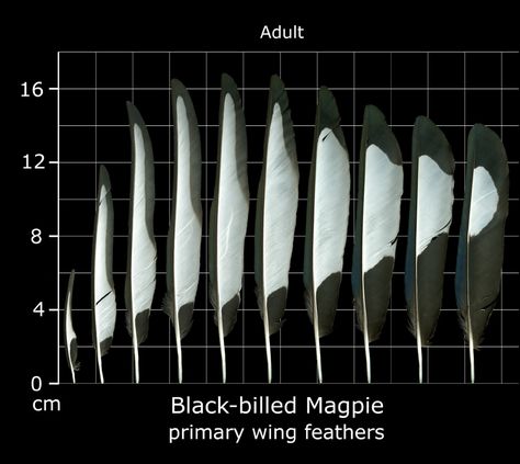 Black-billed Magpie feathers Magpie Feather, Feather Anatomy, Bird Feather Anatomy, Raven Feathers, Crow Feathers, Feather Identification, Wild Turkey Feathers, Crow Feather, Native American Feathers