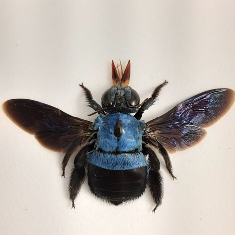 Blue Carpenter Bee, Skulls Art, Butterfly Taxidermy, Insect Taxidermy, Carpenter Bee, White Shadow, Bees And Wasps, Bee Art, Art Studies