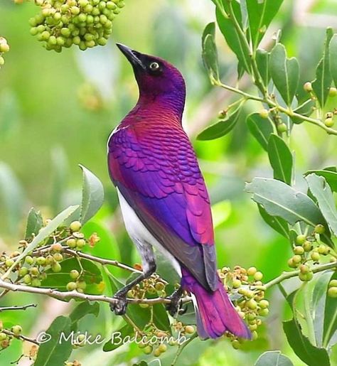 Violet Backed Starling, Bird Breeds, Amazing Animal Pictures, Purple Bird, Most Beautiful Birds, Bird Watcher, Rare Birds, Botanical Watercolor, Exotic Birds