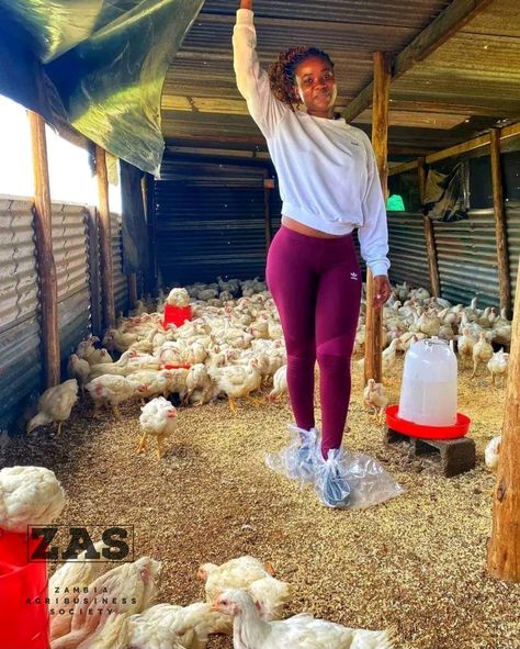 Poultry Farm Buildings, Chicken Pics, Chicken Rearing, Poultry Farm Design, Raising Chicken, Poultry Farming, Chicken Barn, Broiler Chicken, Poultry House