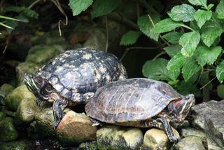 How to Inexpensively Build an Outdoor Habitat for Red Slider Turtles | eHow Pet Turtle Care, Red Ear Turtle, Turtle Tank Setup, Turtle Enclosure, Red Eared Slider Turtle, Turtle Care, Slider Turtle, Tortoise Care, Turtle Habitat