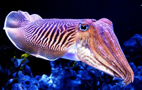 Cnidaria, Fauna Marina, Molluscs, Underwater Creatures, Underwater Life, Aquatic Animals, Marine Animals, Ocean Creatures, Ocean Animals