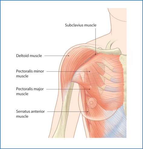 Chest Muscles Anatomy, Anatomy Stickers, Pectoralis Major, Muscles Anatomy, Muscle Anatomy, Education Activities, Chest Muscles, Major Muscles, Pelvic Floor