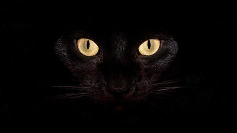 #black #cool #dark laptop background #black #cool #dark laptop background #720P #wallpaper #hdwallpaper #desktop Cat Pokemon, The Master And Margarita, Scary Cat, Laptop Backgrounds, Wallpaper Laptop, Black Cat Eyes, A Black Cat, Fb Covers, Original Wallpaper