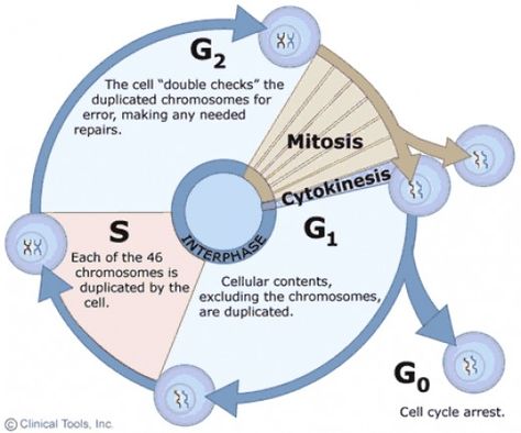 An overview of the somatic cell cycle. As can clearly be seen, mitosis occupies only a small percentage of this cycle G1 Phase, Dream Doctor, Nuclear Membrane, Somatic Cell, Eukaryotic Cell, Biology Classroom, Cell Cycle, Ap Biology, Cell Division