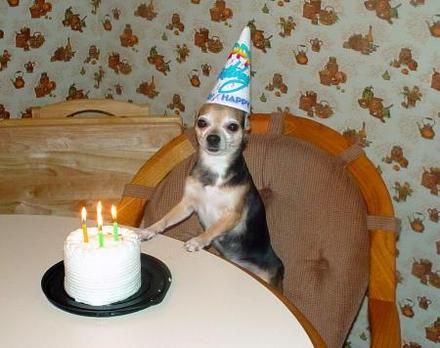 Chihuahua with Birthday Cake Chihuahua Birthday Cake, Dog With Birthday Hat, Happy Birthday Chihuahua, Deer Head Chihuahua, Chihuahua Birthday, Chihuahua Pictures, Types Of Chihuahua, Animal Party Hats, Apple Head Chihuahua