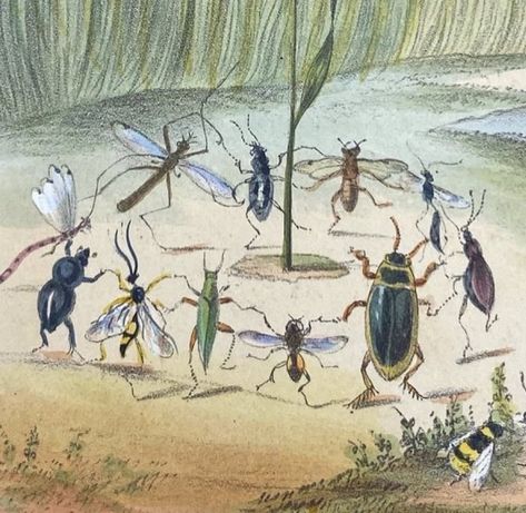 Bugs Dancing, Bug Party, Storybook Art, Cool Bugs, Bug Art, Forest Creatures, Insect Art, Funky Art, Drawing Inspiration