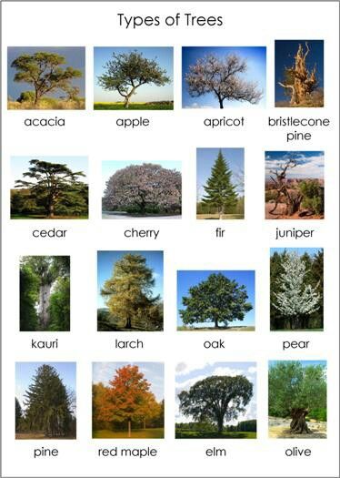 Tree Identification Chart, Tree Preschool, Identifying Trees, Creative Curriculum Preschool, Leaf Identification, Kids Tree, Types Of Trees, Tree Id, Tree Identification