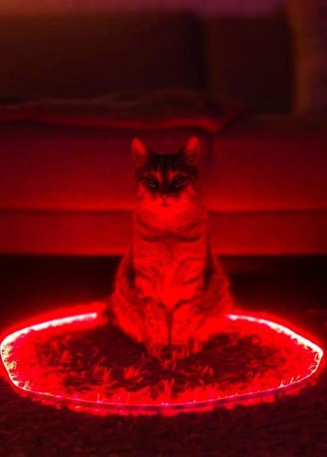 So that's what they do when I'm not home...... Red Cat Aesthetic, Wallpaper Gatos, Appeasement, I See Red, Wallpaper Red, 웃긴 사진, Red Cat, Red Walls, Cat Aesthetic