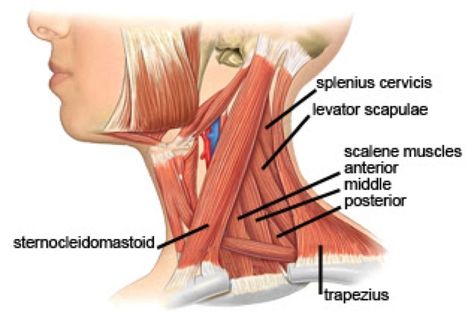 Lump On Back Of Neck, Vocal Cord Dysfunction, Neck Muscle Anatomy, Shoulder Anatomy, Sternocleidomastoid Muscle, Head Muscles, Athletic Director, Muscles Of The Neck, Neck And Shoulder Muscles