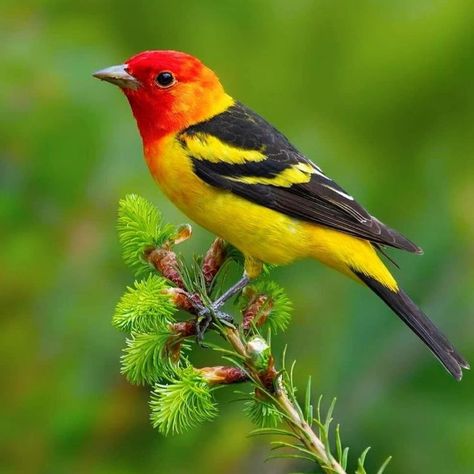 Birds In Nature, Western Tanager, Photos Of Birds, Birds Images, Peacock Images, Beautiful Butterfly Photography, Amazing Birds, Bird Book, Most Beautiful Birds