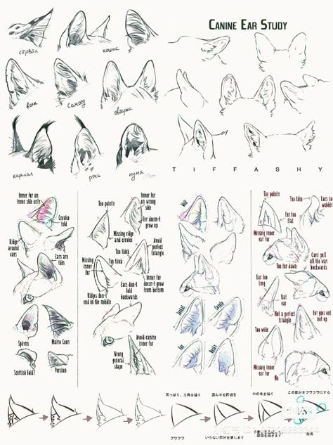 Fox Ear Reference, Animal Ear Drawing Reference, How To Draw Fox Ears, Fox Ears Reference, Dog Ears Reference, Dog Ear Reference, Rabbit Ears Drawing Reference, How To Draw Animal Ears, Cat Ears Drawing Reference