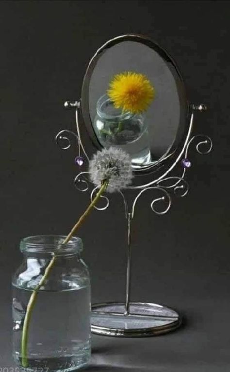 Dandelion Clock, A Dandelion, Object Photography, Absinthe Fountain, Still Life Photography, White Photography, Pretty Flowers, Creative Photography, Beautiful Images