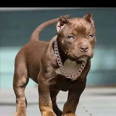 Teacup Pitbull: What Are They & Why Are They Special Teacup Pitbull, Pocket Pitbull, Xl Pitbull, Pitbull Dog Puppy, Pitbull Dog Breed, Bully Breeds Dogs, Every Dog Breed, Nanny Dog, Dog Obsessed