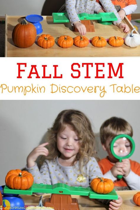 Set up a pumpkin discovery table to measure and weigh pumpkins. Such a fun fall STEM activity for toddlers and preschoolers. It's perfect for an autumn science center. Fall Science Center, Pumpkin Activities Preschool, Discovery Table, Science Center Preschool, Fall Stem Activities, Pumpkin Investigation, Pumpkin Lessons, Pumpkins Preschool, Pumpkin Science