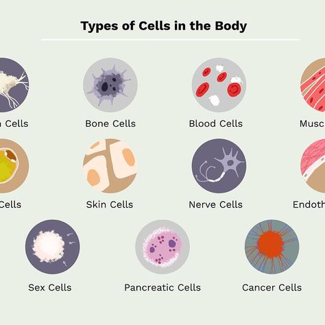 human body cell, human body cell structure, human body cell diagram, human body cell count, human body cell types, human body cell structure and function, human body cell image, human body cell life span, human body cell nuclei contain, human body cell definition, name the longest human body cell, largest human body cell, function of human body cell, smallest human body cell, human body cells, human body cells number, human body cells function Cell Human, Human Cell Structure, Cell Definition, Cell Diagram, Learn Biology, Human Cells, Types Of Humans, Nursing School Survival, Fertility Diet