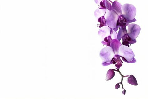 Elegant purple orchid flowers | free image by rawpixel.com / Tang Babies Pics, Orchid Wallpaper, Mac Wallpapers, Light Purple Wallpaper, Mac Wallpaper, Orchid Flowers, Purple Orchids, Macbook Wallpaper, Flower Backdrop