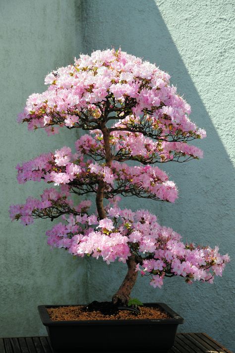 Azalea Bonsai Tree at US National Arboretum Washington, DC ... Azalea Bonsai, Bonsai Art, Miniature Trees, Bonsai Plants, Bonsai Trees, Bonsai Garden, Bonsai Tree, Beautiful Tree, Japanese Garden