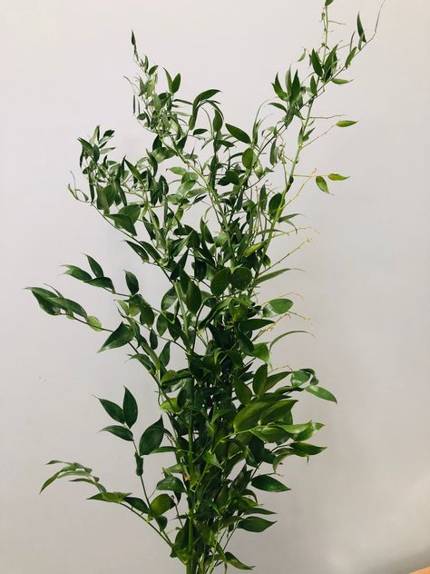 Southern Smilax Wedding, Italian Ruscus Wedding, Soft Ruscus, Italian Ruscus Greenery, Ruscus Greenery, Bleached Ruscus, Italian Flowers, Floral Designs Arrangements, Bouquet Ribbon