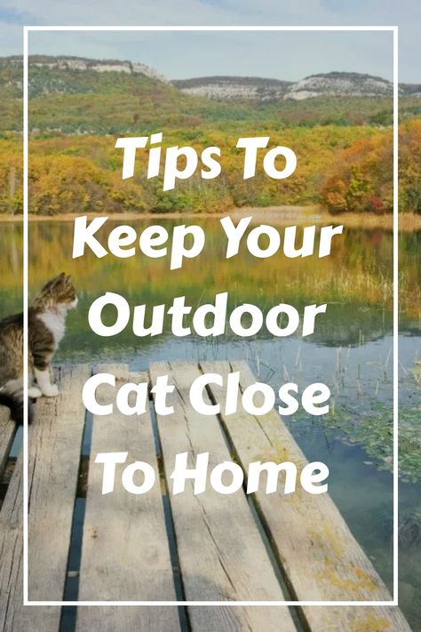 Outdoor Kitten Shelter, Houses For Outdoor Cats, Outdoor Cat Setup, Outdoor Cat Shed, Outdoor Cats Tips, Outdoor Cat House Ideas, Outdoor Kitten Care, Outdoor Cat Toys, Outdoor Cat Shelter Diy