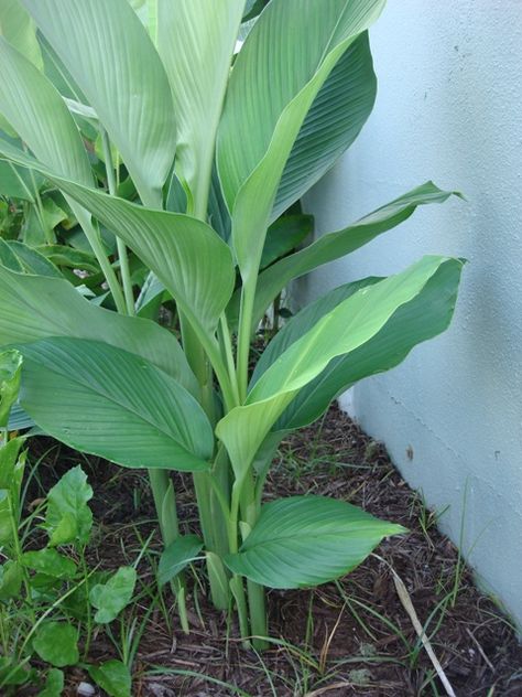 Growing Turmeric, Grow Turmeric, Turmeric Plant, Growing Ginger, Homestead Gardens, North Florida, Veg Garden, Backyard Inspiration, Gardening Advice