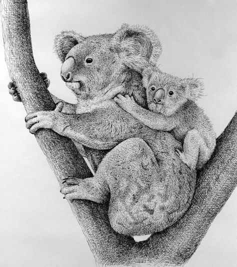 Australia Tattoo, Australian Fauna, Pencil Drawings Of Animals, Animal Study, Crayon Art Melted, Koala Baby, Drawing Websites, Australian Animals, Love And Support