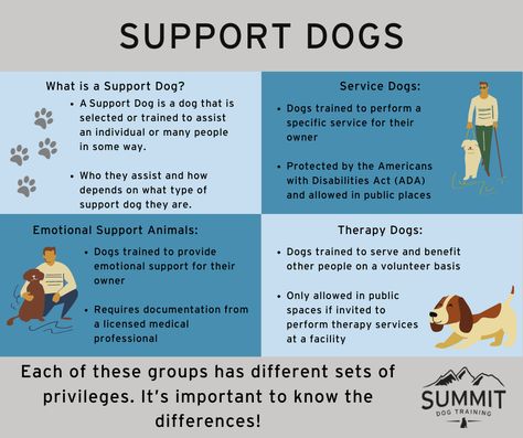 All About Support Dogs - Emotional Support, Service Animals, & Therapy Dogs — Summit Dog Training Therapy Dog Training, Animals Information, Dog Advice, Service Dog Training, Reactive Dog, Emotional Support Dog, Notes Ideas, Emotional Support Animal, Support Dog