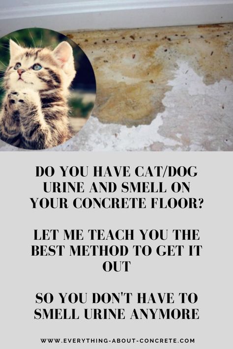 How To Get Rid Of Cat Urine Smell On Concrete, Dog Urine Smell Out Of Concrete, How To Get Rid Of Pet Urine Smell, Dog Urine Remover, Cleaning Cat Urine, Cat Pee Smell Removal, Remove Cat Urine Smell, Cleaning Woman, Cleaning Pet Urine