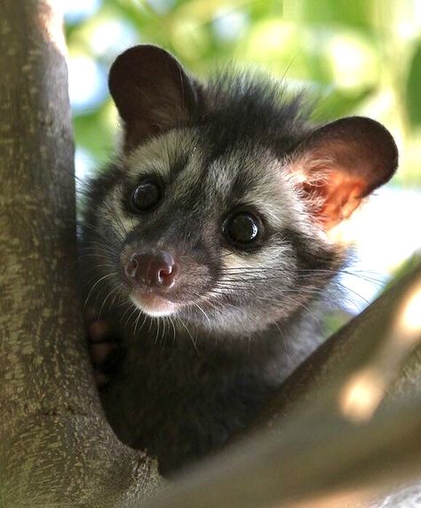 The Asian palm civet (Paradoxurus hermaphroditus), also called toddy cat, is a small member of the Viverridae family native to South and Southeast Asia. African Civet, Asian Palm Civet, Palm Civet, Tropical Forests, Nocturnal Animals, Animal Species, Like Animals, Silly Animals, Life Cycle