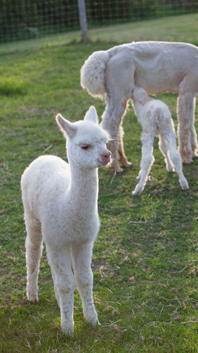 Prix d'un alpaga | combien coûte un alpaga ? Animal Families, Cute Alpaca, Llama Alpaca, Animal Photos, Keep Calm And Love, Happy Animals, Animal Photo, Mothers Love, Farm Animals