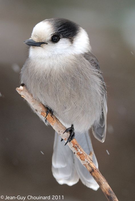 Adult Grey Jay (Perisoreus canadensis) Grey Jay Bird, Canada Jay, Grey Jay, Gray Jay, Jackdaw, Bird Pictures, Blue Jay, Beetles, Bird Feathers