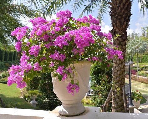 Bougainvillea Landscaping, Front Yard Garden Landscaping, Creepers Plants, Big Pots, Flower Magazine, Trees For Front Yard, Big Leaf Hydrangea, Fence Plants, Landscaping Retaining Walls