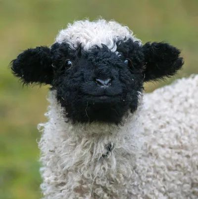 Sheep pics overflowing with cuteness... If cuteness is your cup of tea, prepare to sweeten up your day! Blacknose Sheep, Valais Blacknose, Valais Blacknose Sheep, Sheep, Black And White, White, Black