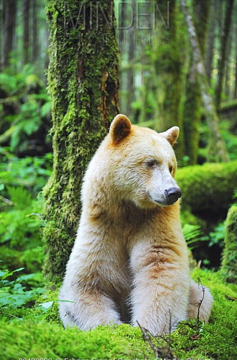 Kermode Bear, Bear Bears, Spirit Bear, Wild Animals Pictures, Funny Bears, Bear Photos, Bear Pictures, We Bear, Bear Cubs