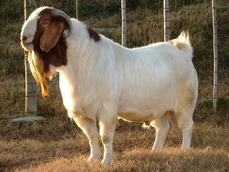 Goat Breeding, Types Of Goats, Rosary Prayers Catholic, Goat Picture, Boer Goats, Goat Kidding, Pygmy Goat, Angora Goats, Dairy Goats