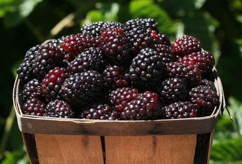 Boysenberry Blackberry Jam Recipes, Growing Blackberries, Blackberry Farms, Pie Pops, Berry Bushes, Blackberry Jam, Dairy Drinks, Jam Recipe, Vegetable Drinks