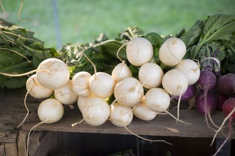 White Radish Salad Recipe White Radish Recipes, Health Benefits Of Radishes, White Radish, Radish Recipes, Easy Vegetables To Grow, Radish Salad, Grow Vegetables, Turnips, Fool Proof