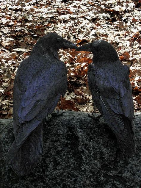 Ravens in Love Raven And Wolf, Quoth The Raven, Raven Tattoo, Crow Art, Black Birds, Raven Art, Jackdaw, Crows Ravens, Crows