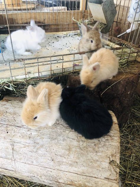 English Angora Bunnies | PetClassifieds.com Angora Bunnies, Britannia Petite Rabbit, Bunnies For Sale, Female Guinea Pigs, French Angora Rabbit, English Angora Rabbit, Angora Bunny, English Angora, Rabbits For Sale