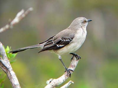 Mockingbirds - Year round Texas Mockingbird, Northern Mockingbird, Tennessee Waltz, State Flowers, Mocking Birds, State Symbols, Tennessee State, State Birds, Bird Eggs