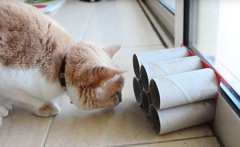 Homemade Cat Toys, Cat House Diy, Diy Cat Toys, Cat Sitter, Diy Toilet, Cat Puzzle, Cat Toilet, Toilet Paper Rolls, Homemade Cat