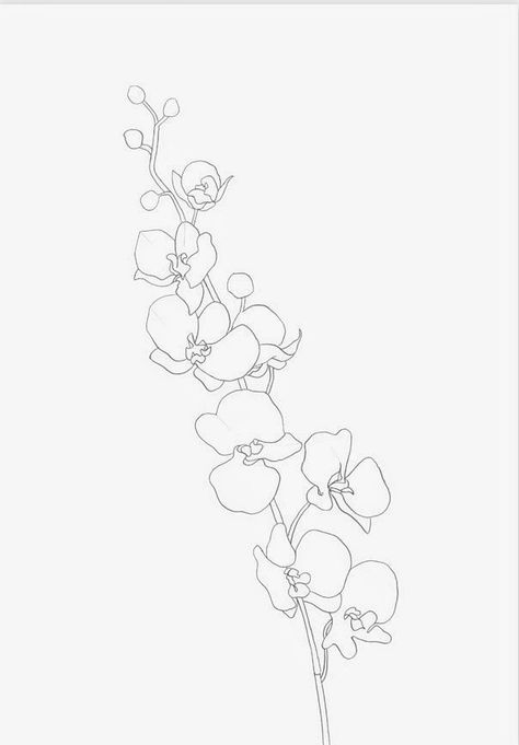 Orchid Flower Tattoos, Orchid Illustration, Orchid Wallpaper, Orchid Drawing, Orchid Photography, Simple Line Drawing, Orchid Tattoo, Vanda Orchids, Simple Line Drawings