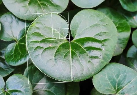 Nature Golden Ration Fibonacci Spiral Nature, Golden Ratio In Nature, Golden Ration, Fibonacci Golden Ratio, Fibonacci Sequence, Fibonacci Spiral, Bio Art, Sketch A Day, Divine Design