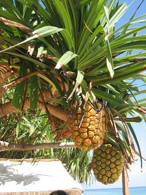 Pineapple Tree | pineapple tree? | Flickr - Photo Sharing! Pineapple Hairstyle Natural Hair, Grow Pineapple Plant, Grow Pineapple, Pineapple Tree, Pineapple Hairstyle, Recipes Pineapple, Hairstyle Natural Hair, Cake Pineapple, Pineapple Casserole